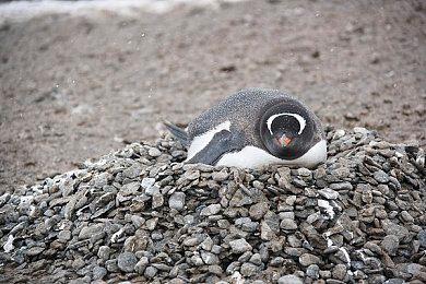 传《古惑狼》多人新作将亮相Xbox+B社发布会